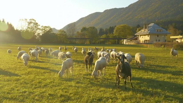 LENS FLARE, CLOSE UP, PORTRAIT: Golden morning sunbeams shine on a flock of sheep grazing in an enclosed pasture curiously approaching the camera. Black and white sheep grazing in the sunlit meadow
