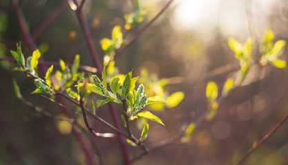 first fresh green spring leaves on a sprig
