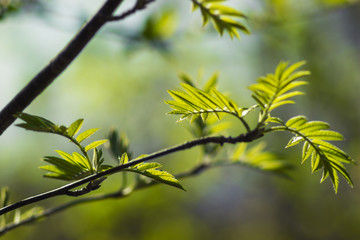 fresh green spring leaves on a twig