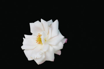Close up of a white rose flower