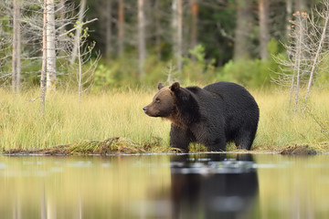 brown bear in a water at summer evening
