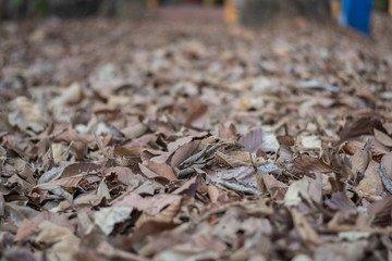 dry leaves pattern in some leaves