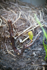 The stage of vegetation of a Grape Bush on a summer cottage plot