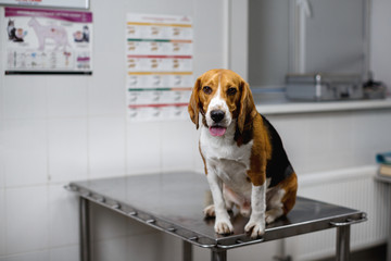 A purebred beagle dog is sitting in a veterinary clinic and is waiting for his examination. Beagle dog portrait