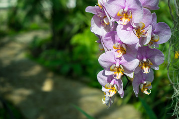 Fresh branch with bright lilac orchid flowers close-up with copy space for text. Concept of spa salon, flower shop, gardening, planting, house plants. Growing tips. Caring for tropical plants indoors.