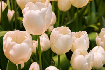 White tulips (Albatros  species)