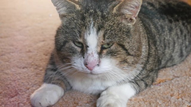 A beautiful big brown cat lies on the cofre and turns on the camera. The striped cat looks at the camera at close range. The cat's muzzle is close-up.