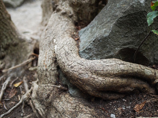 Roots, closeup roots of the tree wrapped around the stones. An image of the power and diversity of nature.