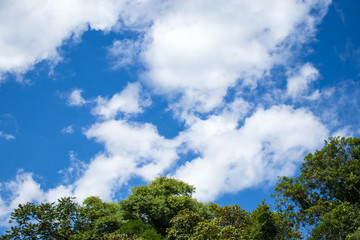 trees with sun and blue sky