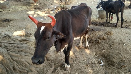 A Indian black cow standing in the ground.