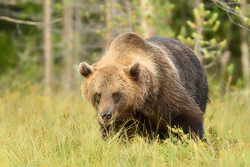 big male brown bear powerful pose in bog at summer