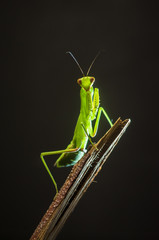 Portrait of a mantis on a black background.