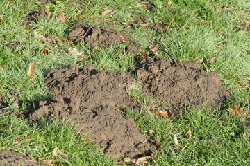 Maulwurfshügel auf einer Wiese