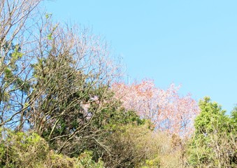 山桜　春　日本の田舎