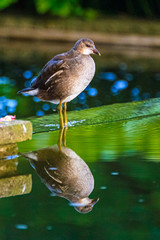 Wasserralle am Teich mit Spiegelung auf der Wasseroberfläche