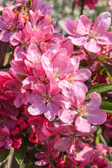 Nahaufnahme von pinkfarbenen Apfelblüten / Hochformat