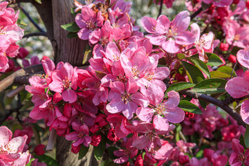 Fototapeta premium Pinkfarbene Apfelblüten / Close up / Querformat