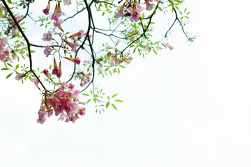 Pink trumpet with tiny green leave on branch tree  isolated background