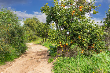 Citrus tree with ripe oranges near a rural road against a blue sky with clouds