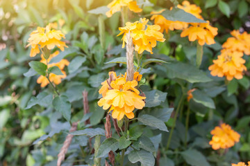 Crossandra infundibuliformis or Firecracker Flower bloom with sunlight in the garden on blur nature background.