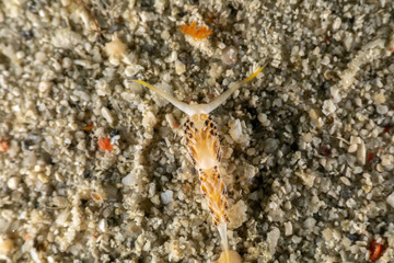 The most beautiful underwater snails of the Indian and Pacific Ocean