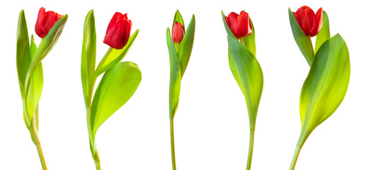 Gorgeous red tulips (lily family, Liliaceae) isolated on white background, including clipping path.