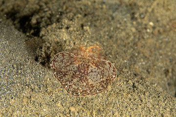 The most beautiful underwater snails of the Indian and Pacific Ocean