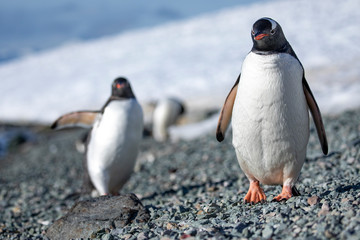 Obraz premium Two penguins
