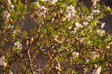 Detail macro view of almond tree blossoms, Morocco
