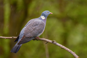 Fototapeta premium Woodpigeon - Columba palumbus, beautiful colorful pigeon from European forests, Hortobagy Natinal Park, Hungary.