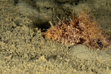 The most beautiful underwater snails of the Indian and Pacific Ocean