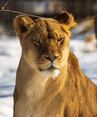 Female Lion