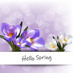 Spring hello, early crocus flowers. Design for poster, postcard. Eps 10 illustration vector banner