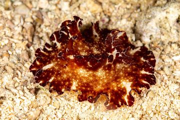 The most beautiful underwater snails of the Indian and Pacific Ocean