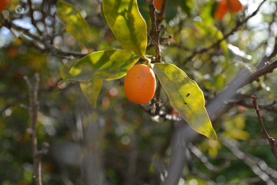 quinoto