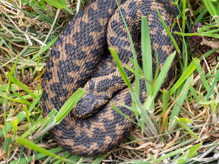 Adder Snake curled up. Basking.