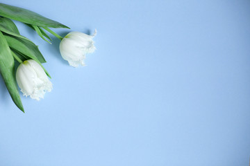 White flowers on the blue background. Spring greeting card. Tulips borderd banner. Minimal stile....