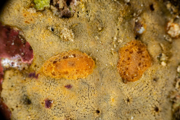 The most beautiful underwater snails of the Indian and Pacific Ocean