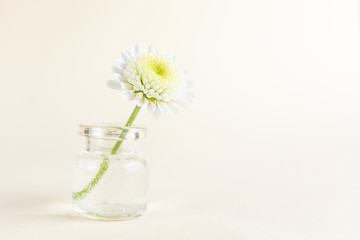 Small white flower in a decorative miniature transparent bottle. Cute still life. The concept of spring, summer, women's day, mother's day, birthday, holiday, celebration. Copyspace.