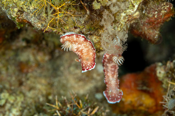 The most beautiful underwater snails of the Indian and Pacific Ocean