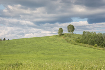Two trees on a hill in the middle of a field