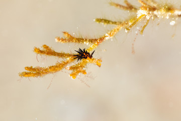 The most beautiful underwater snails of the Indian and Pacific Ocean