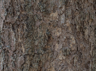 dry tree bark texture background