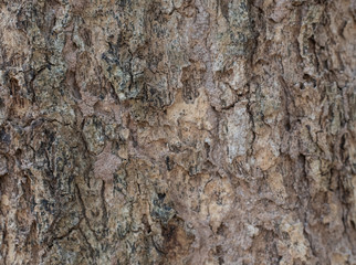 dry tree bark texture background