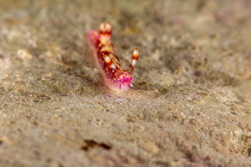 The most beautiful underwater snails of the Indian and Pacific Ocean