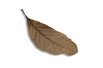 Dry brown leaves blurred with a white patterned background.