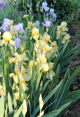 The iris flower. Beautiful purple flower in bloom on a crisp spring morning