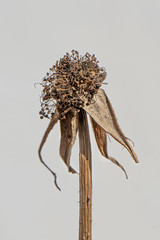 dried rosehip on a branch. useful dry berry on a white background. source of vitamin C. illustration. isolate. medicinal plant