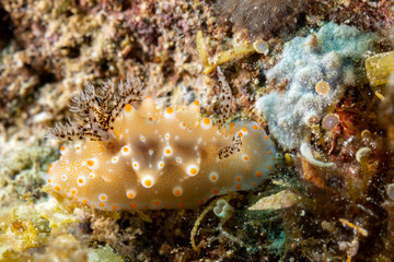 The most beautiful underwater snails of the Indian and Pacific Ocean