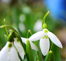 snowdrops in snow